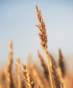 aliments en acide folique pour la croissance des cheveux