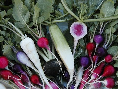 Meilleurs avantages pour la santé de manger les légumes radis / mooli