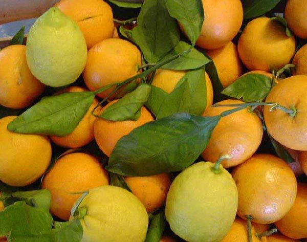 Citron et Orange