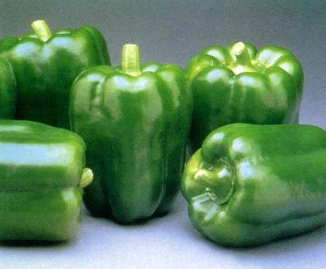 capsicum