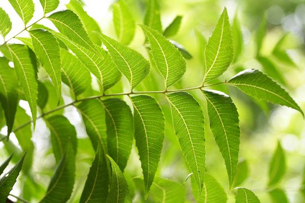 feuilles de neem