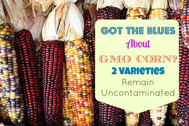 Got the Blues propos maïs OGM? Deux variétés demeurent non contaminés