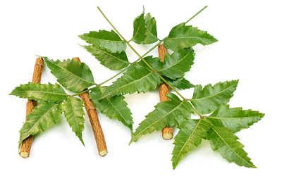 feuilles de neem avec des brindilles