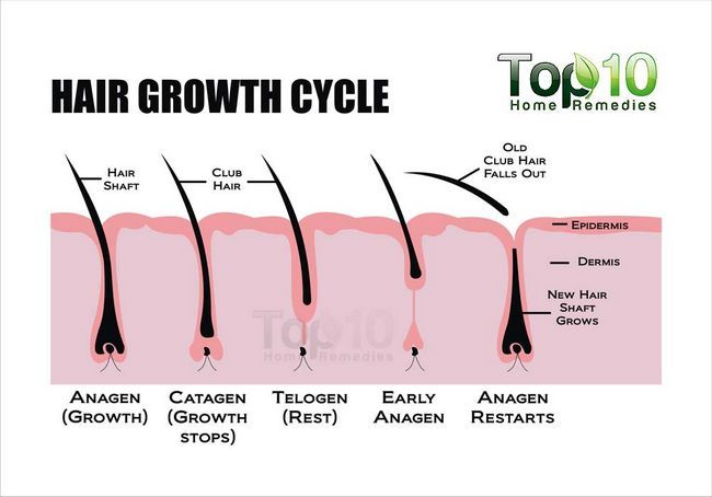 Cycle de croissance des cheveux