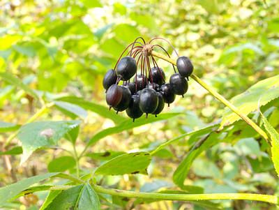 Le ginseng de Sibérie