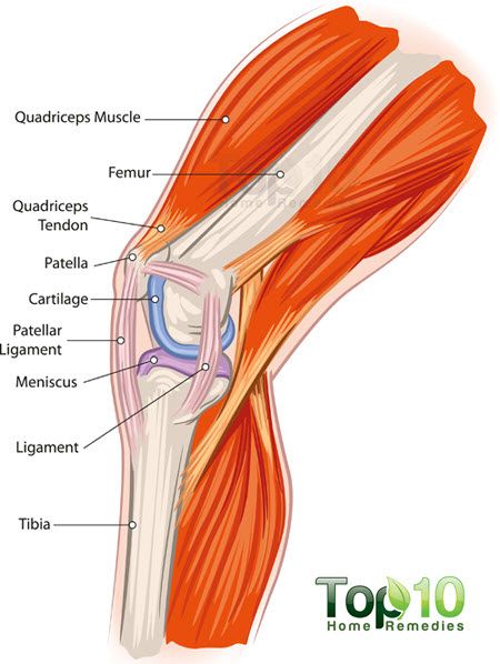 l'anatomie du genou