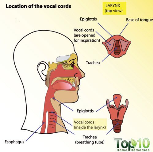 diagramme de larynx