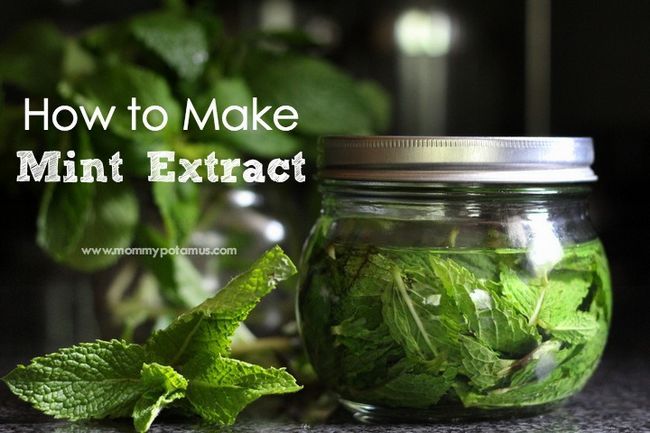 Mint Extrait Recette - Ohhh, je'm going to add a minty twist to my favorite brownies, chocolate pudding, ice cream, hot chocolate or tea! This two-ingredient mint extract recipe looks so easy.