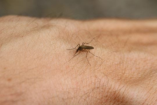 Comment se débarrasser des piqûres de moustiques rapidement