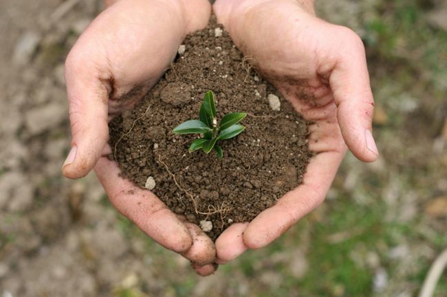 Santé avant la grossesse: nourrir le sol avant de planter la graine