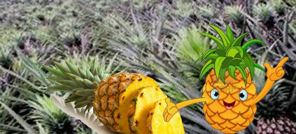 Bienfaits pour la santé d'ananas pour les femmes