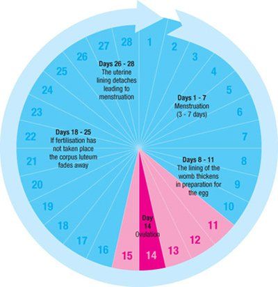 Quel jour est parfait dans un mois à concevoir - trouver la période d'ovulation?