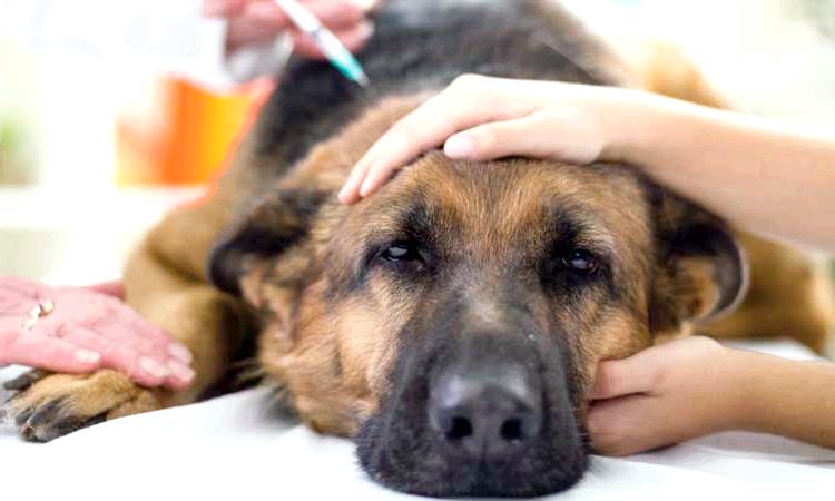 21 remèdes maison pour traiter l'toux de chenil chez le chien