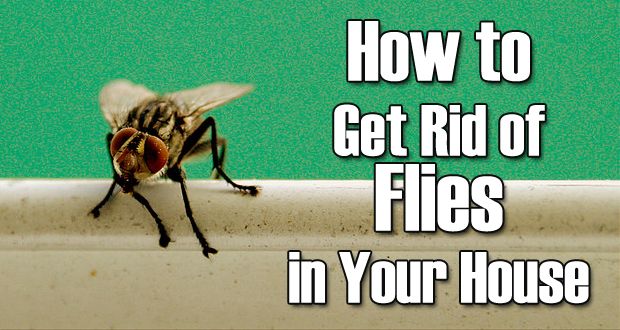 13 remèdes naturels pour se débarrasser des mouches (mouche domestique)