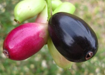 Jamun Remède pour le diabète