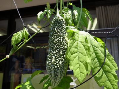 Remèdes de courge amère pour le diabète