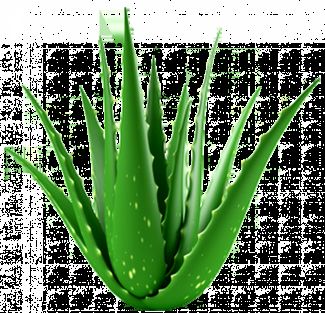 Aloe