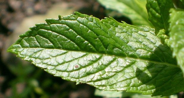 Feuilles de menthe